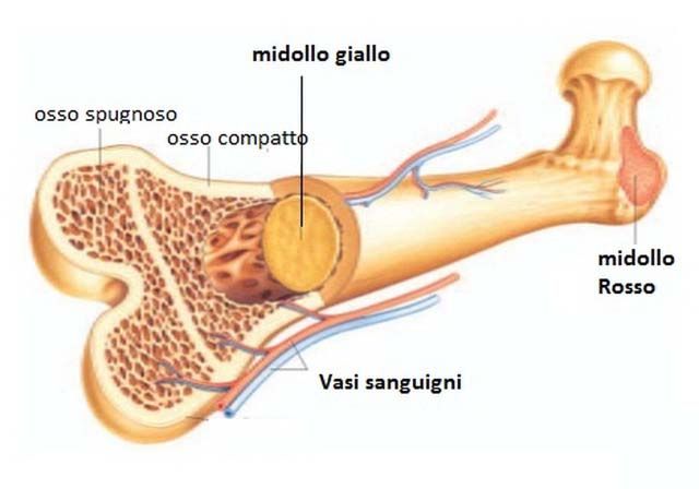 midollo osseo