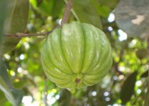 garcinia-cambogia-pianta