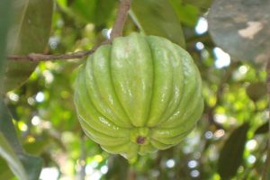 garcinia-cambogia-pianta