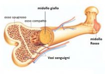 midollo osseo