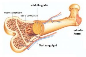 midollo osseo